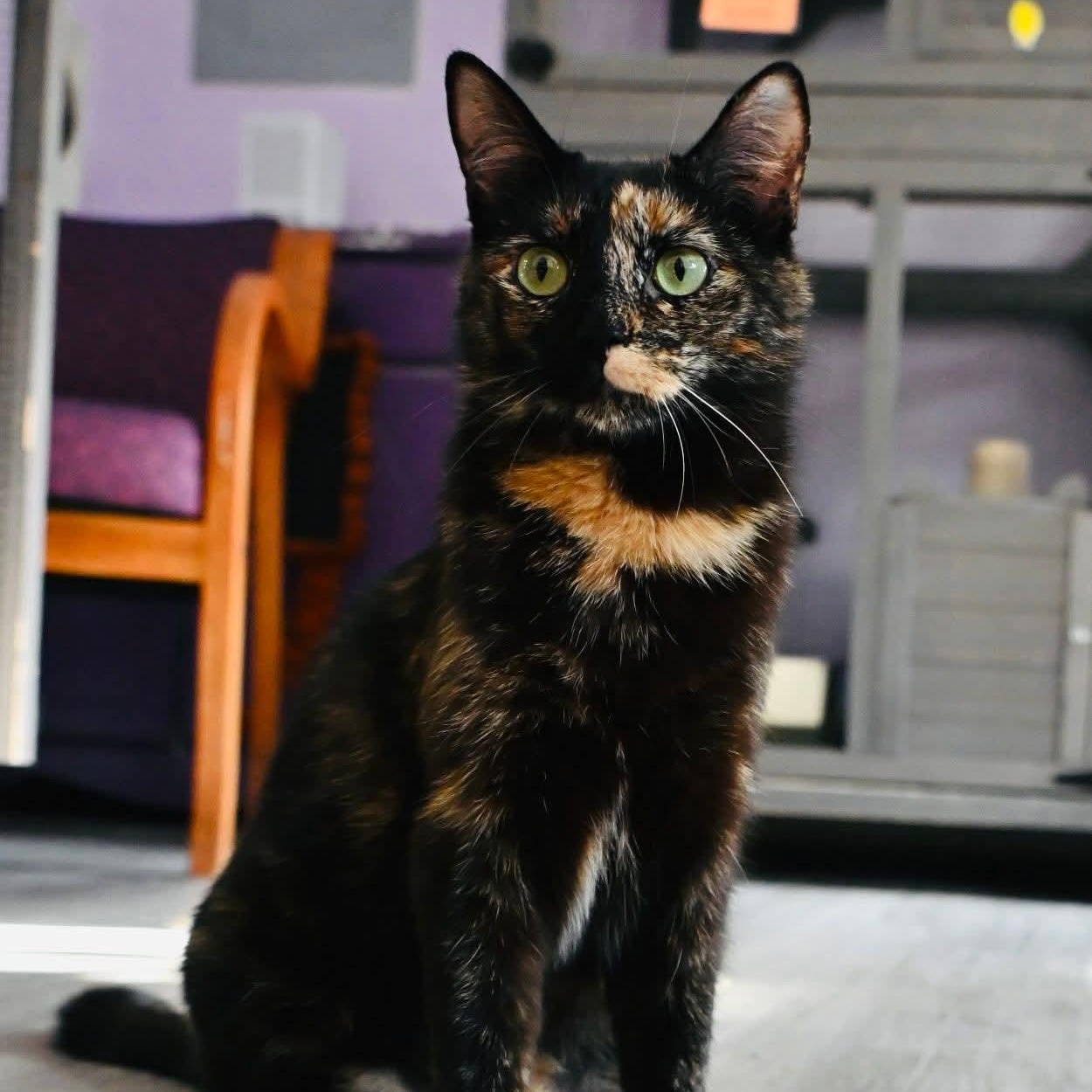Lucky, a ADOPTABLE mixed breed in South Park, PA image 3/5