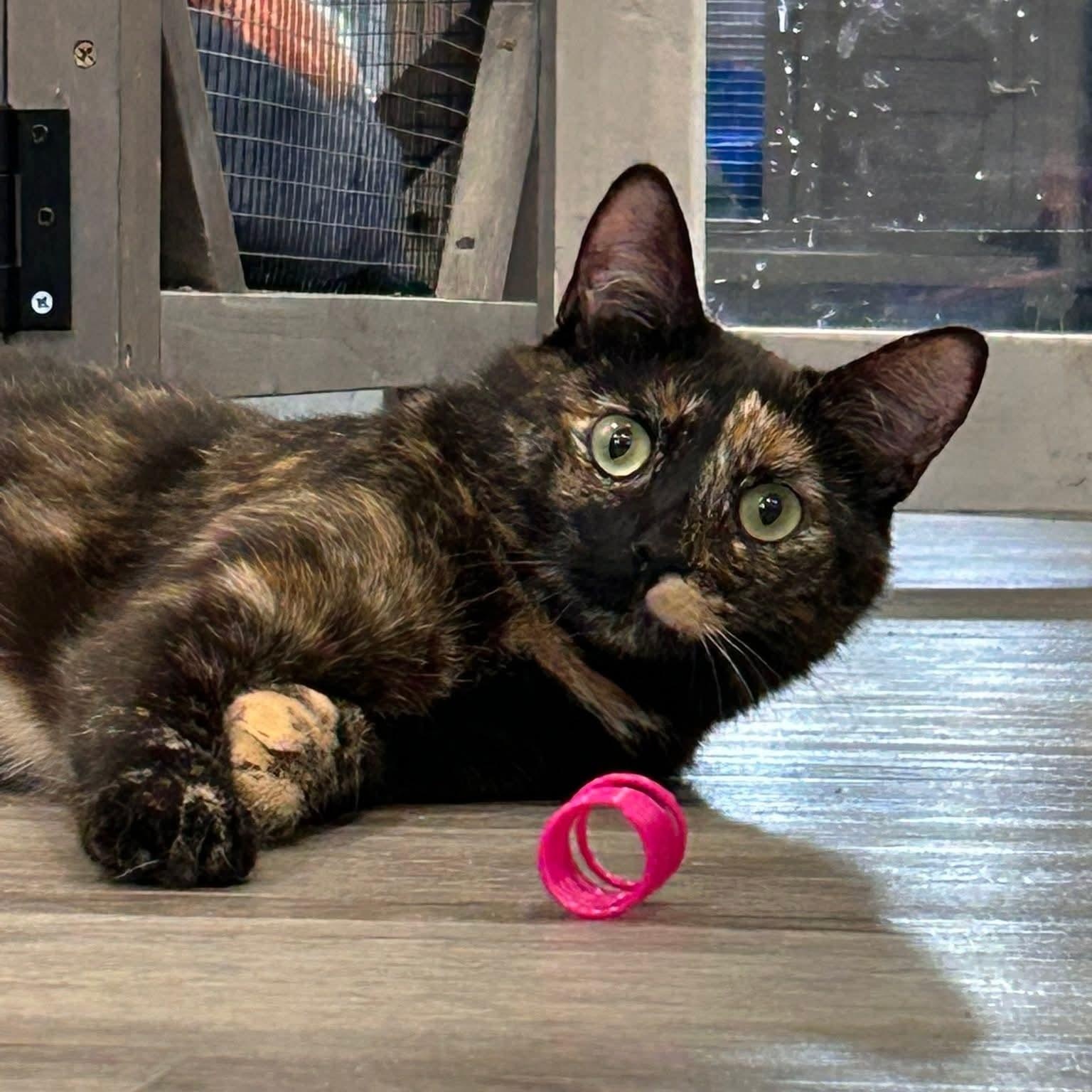 Lucky, ADOPTABLE, Young Female Tortoiseshell.