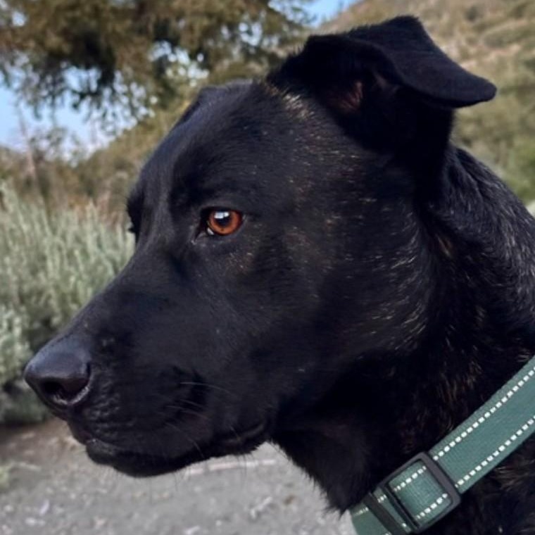 Enlarge Casper, a ADOPTABLE mixed breed in Pinedale, WY image 2/5