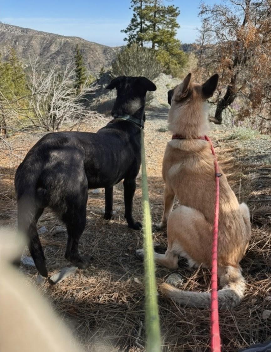 Enlarge Casper, a ADOPTABLE mixed breed in Pinedale, WY image 3/5