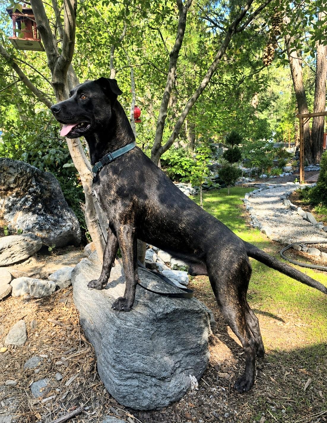 Casper, ADOPTABLE, Young Male Black Labrador Retriever & Great Dane.