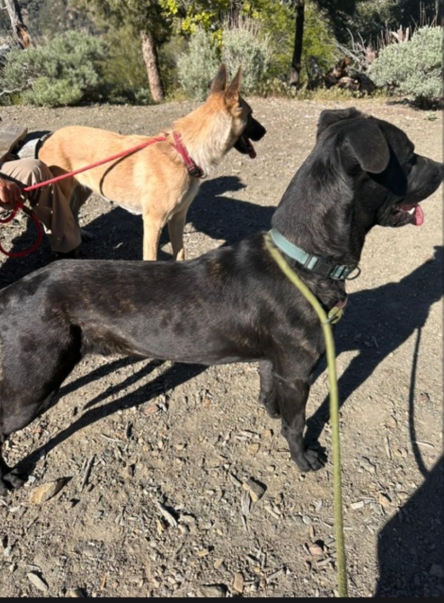 Enlarge Casper, a ADOPTABLE mixed breed in Pinedale, WY image 4/5
