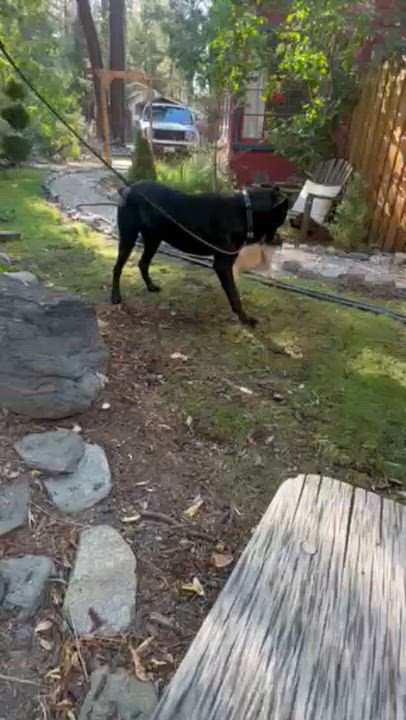 Enlarge Casper, a ADOPTABLE mixed breed in Pinedale, WY video 5/5