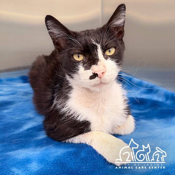Enlarge SIRIUS, a Adoptable Domestic Short Hair in Irvine, CA image 1/1