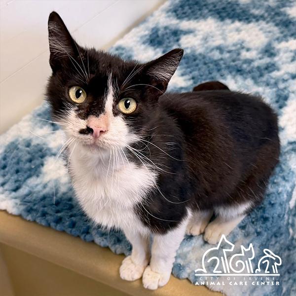 SIRIUS, Adoptable, Adult Male Domestic Short Hair.