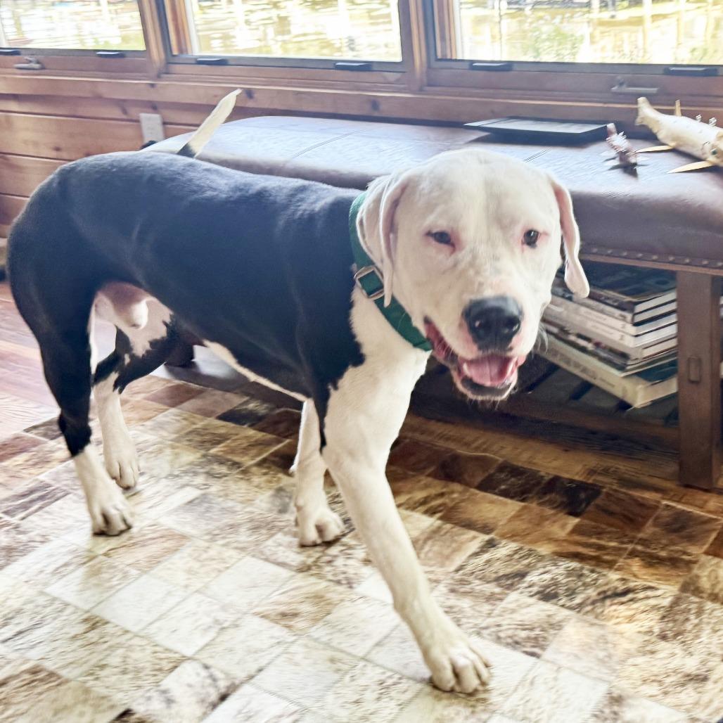 Big Mac, a Adoptable Mixed Breed in Oshkosh, WI image 1/6