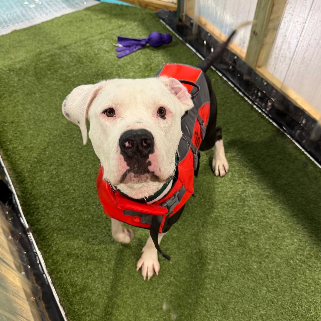 Big Mac, a Adoptable Mixed Breed in Oshkosh, WI image 2/6