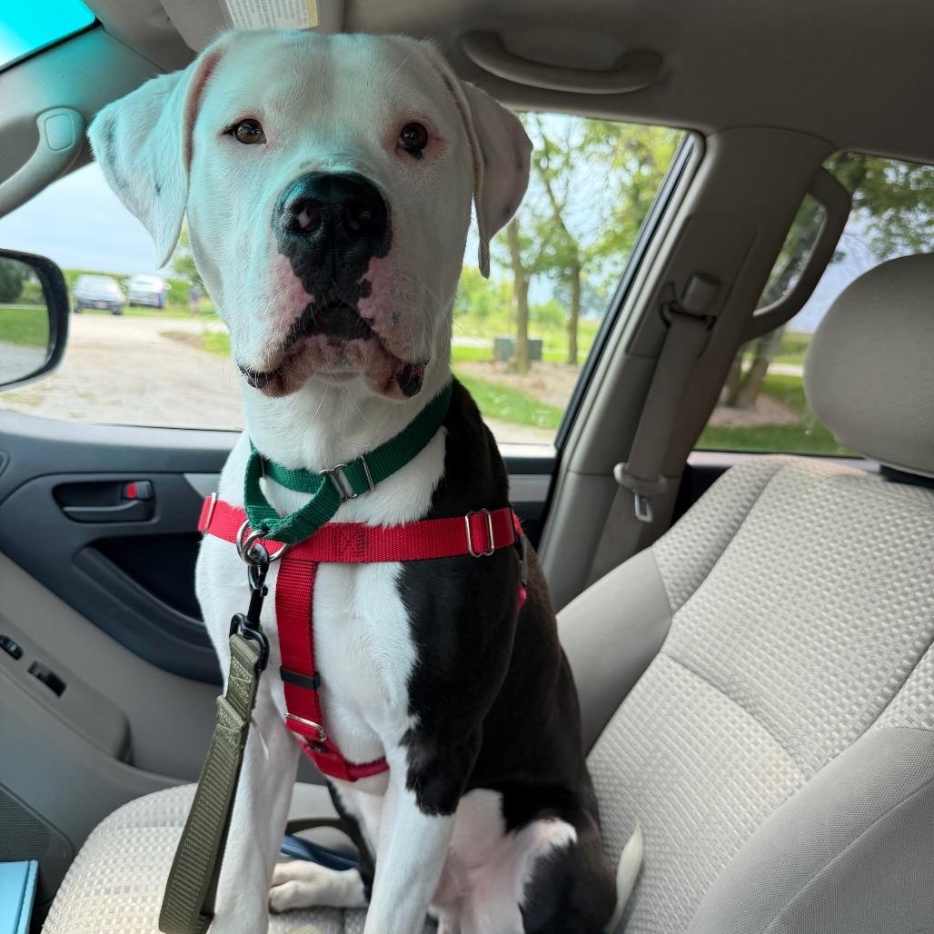Big Mac, a Adoptable Mixed Breed in Oshkosh, WI image 3/6