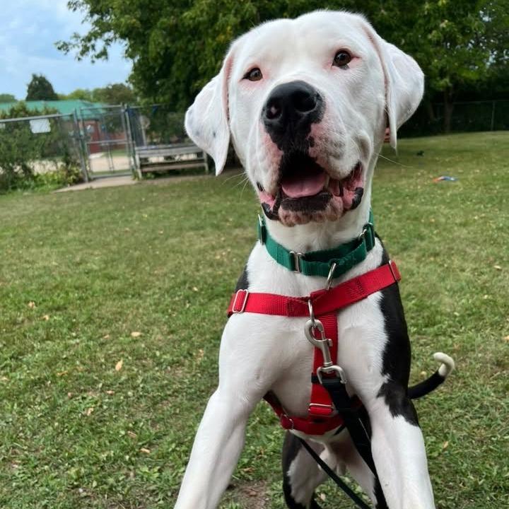 Enlarge Big Mac, a Adoptable Mixed Breed in Oshkosh, WI image 3/6