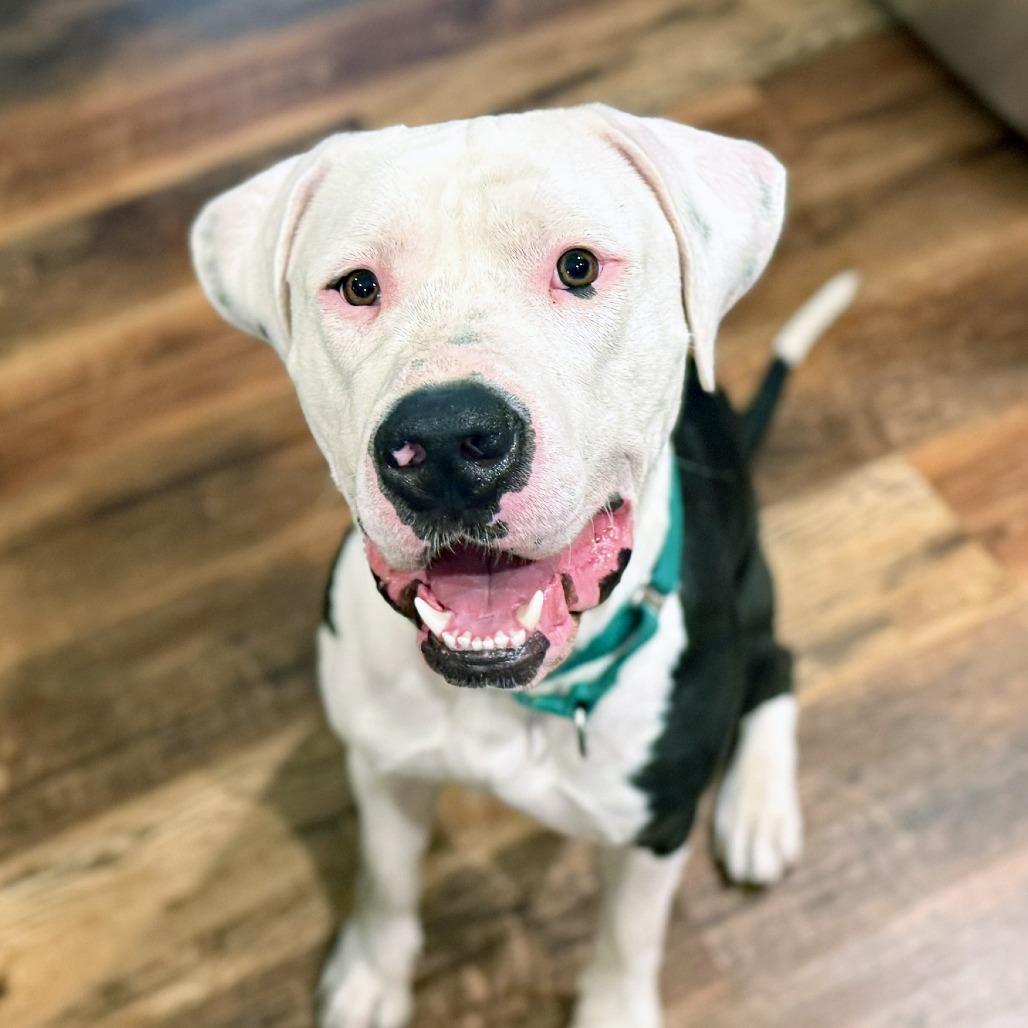 Big Mac, a Adoptable Mixed Breed in Oshkosh, WI image 5/6
