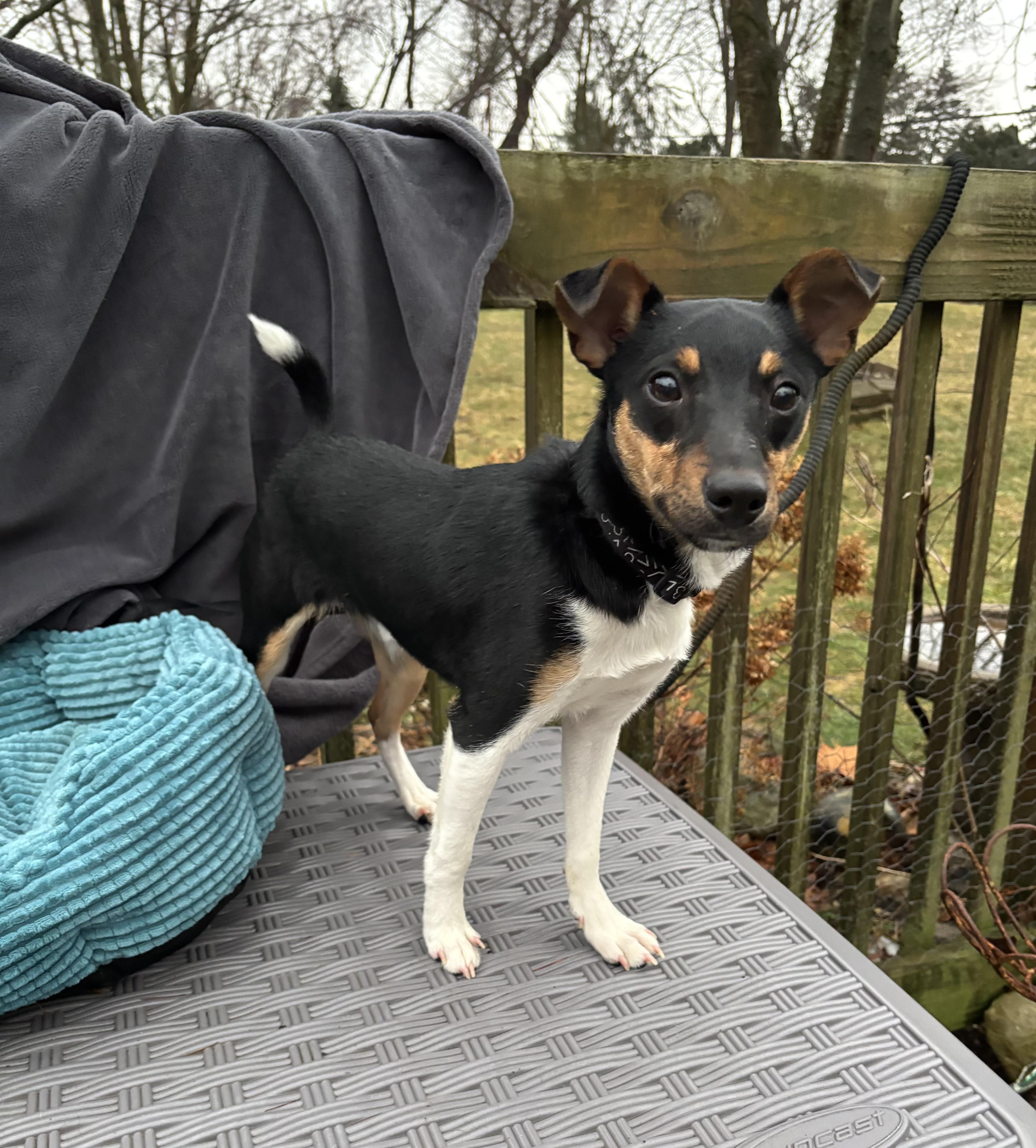 Duke 12 lbs , ADOPTABLE, Young Male Rat Terrier & Chihuahua.