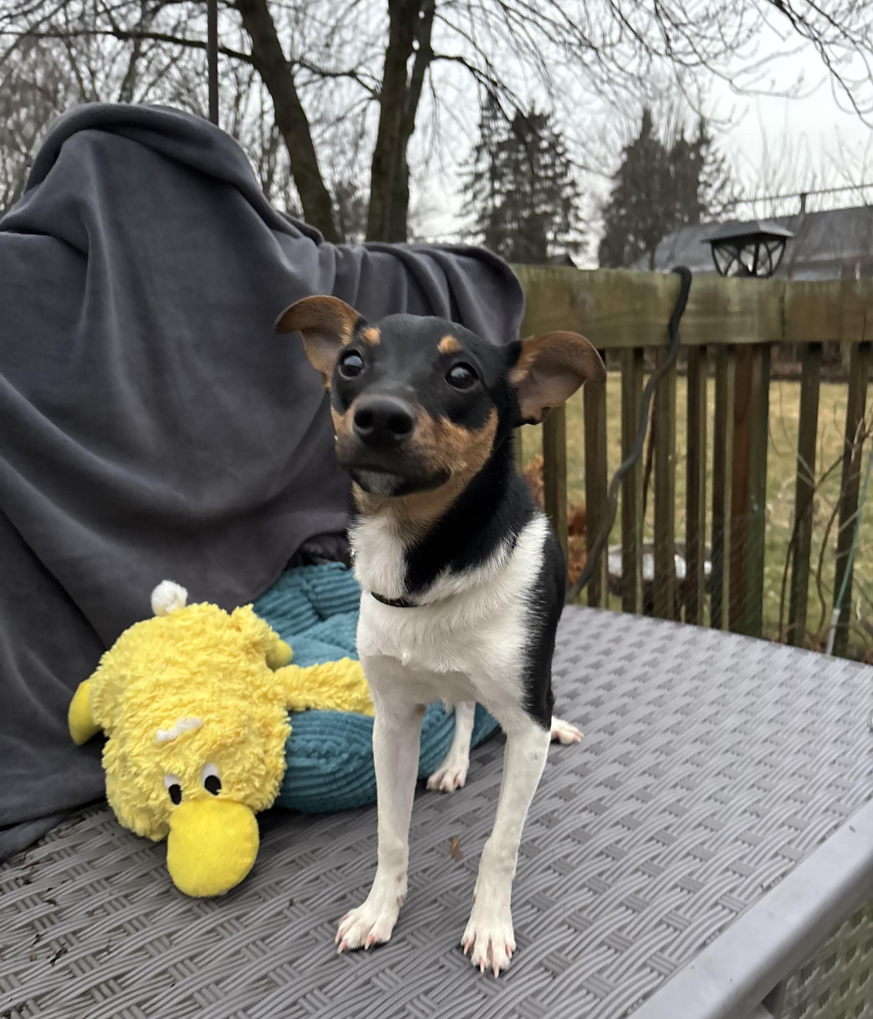 Enlarge Duke 12 lbs , a ADOPTABLE mixed breed in White Lake, MI image 4/4