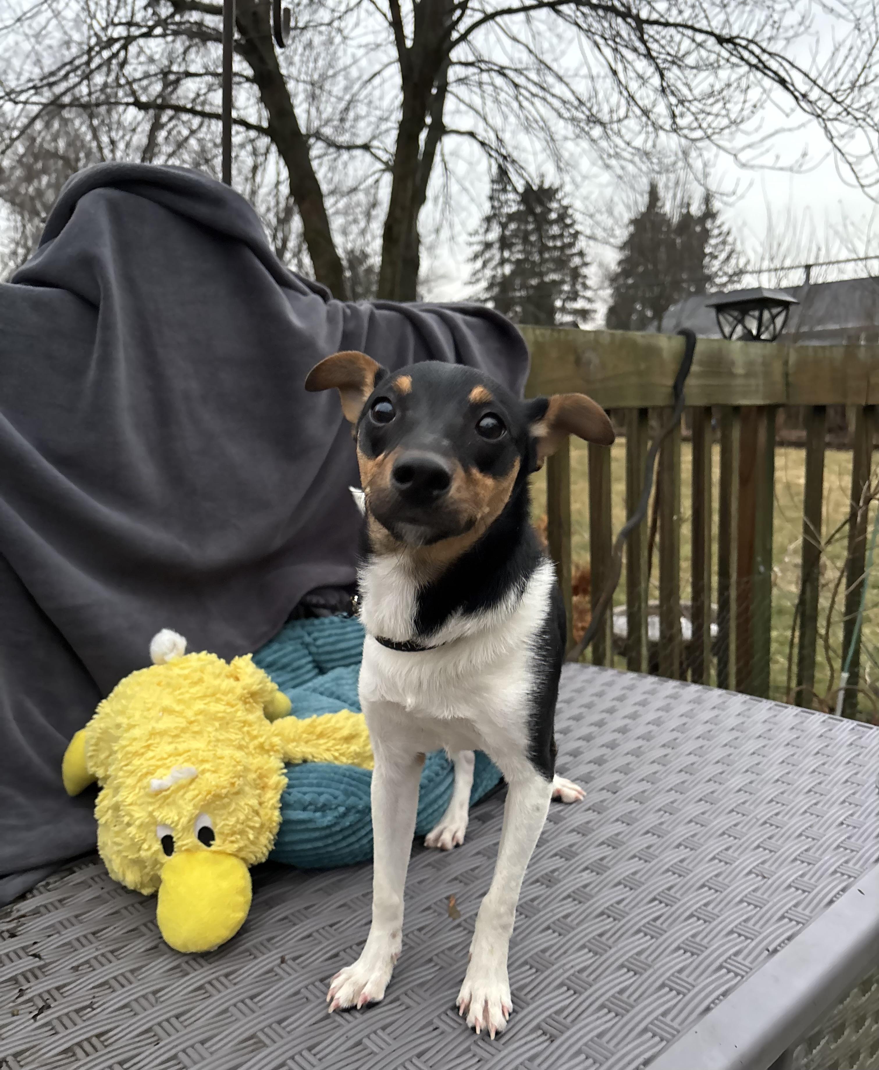 Enlarge Duke 12 lbs , a ADOPTABLE mixed breed in White Lake, MI image 2/4