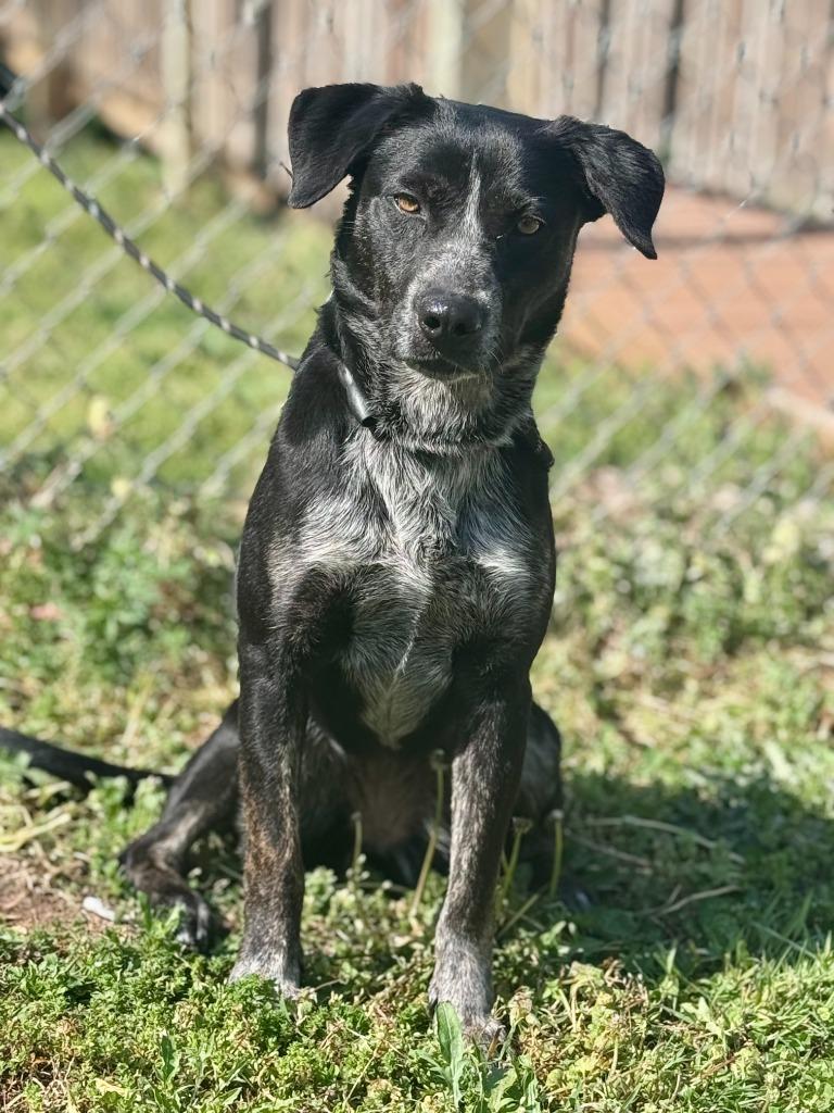 Enlarge Snickers, a Adoptable mixed breed in Russellville, KY image 2/3