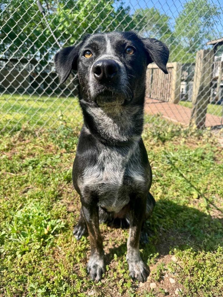 Enlarge Snickers, a Adoptable mixed breed in Russellville, KY image 3/3
