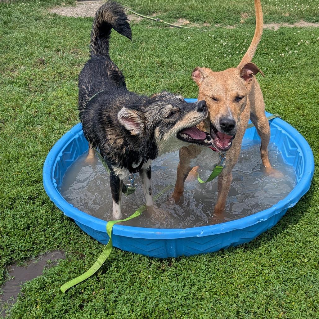 LC-Misty, Adoptable, Adult Female Husky & Mixed Breed.