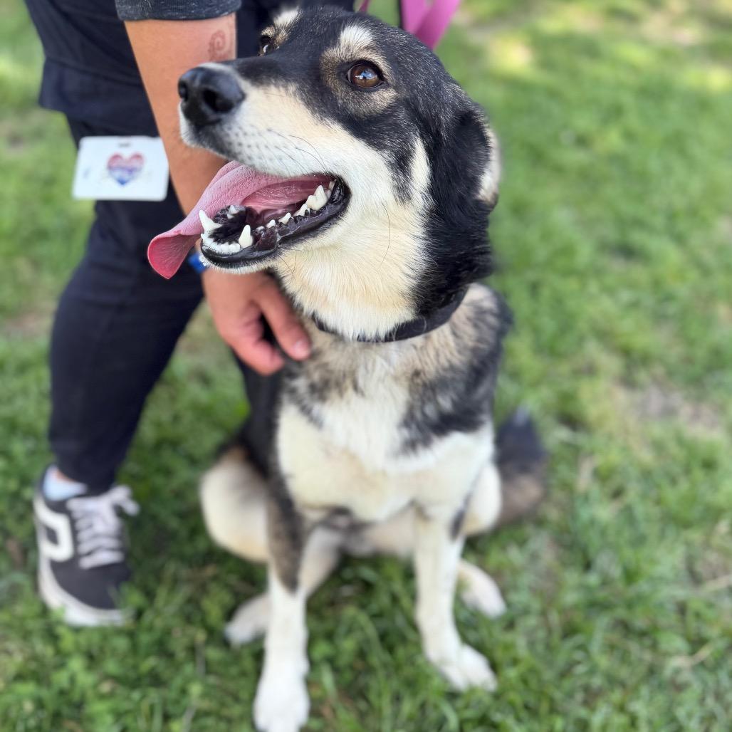 Misty, Adoptable, Adult Female Husky & Mixed Breed.