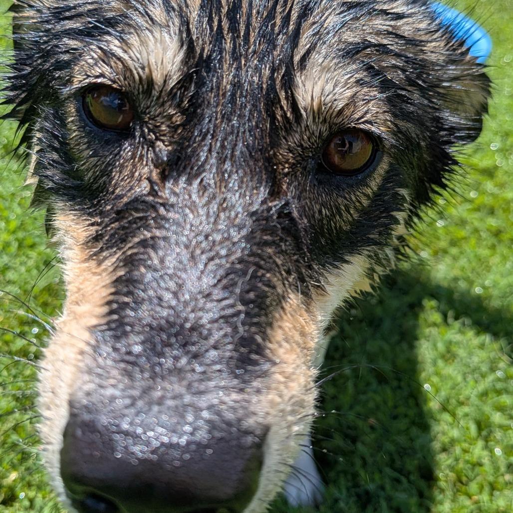 LC-Misty, a Adoptable mixed breed in Tulsa, OK image 3/6