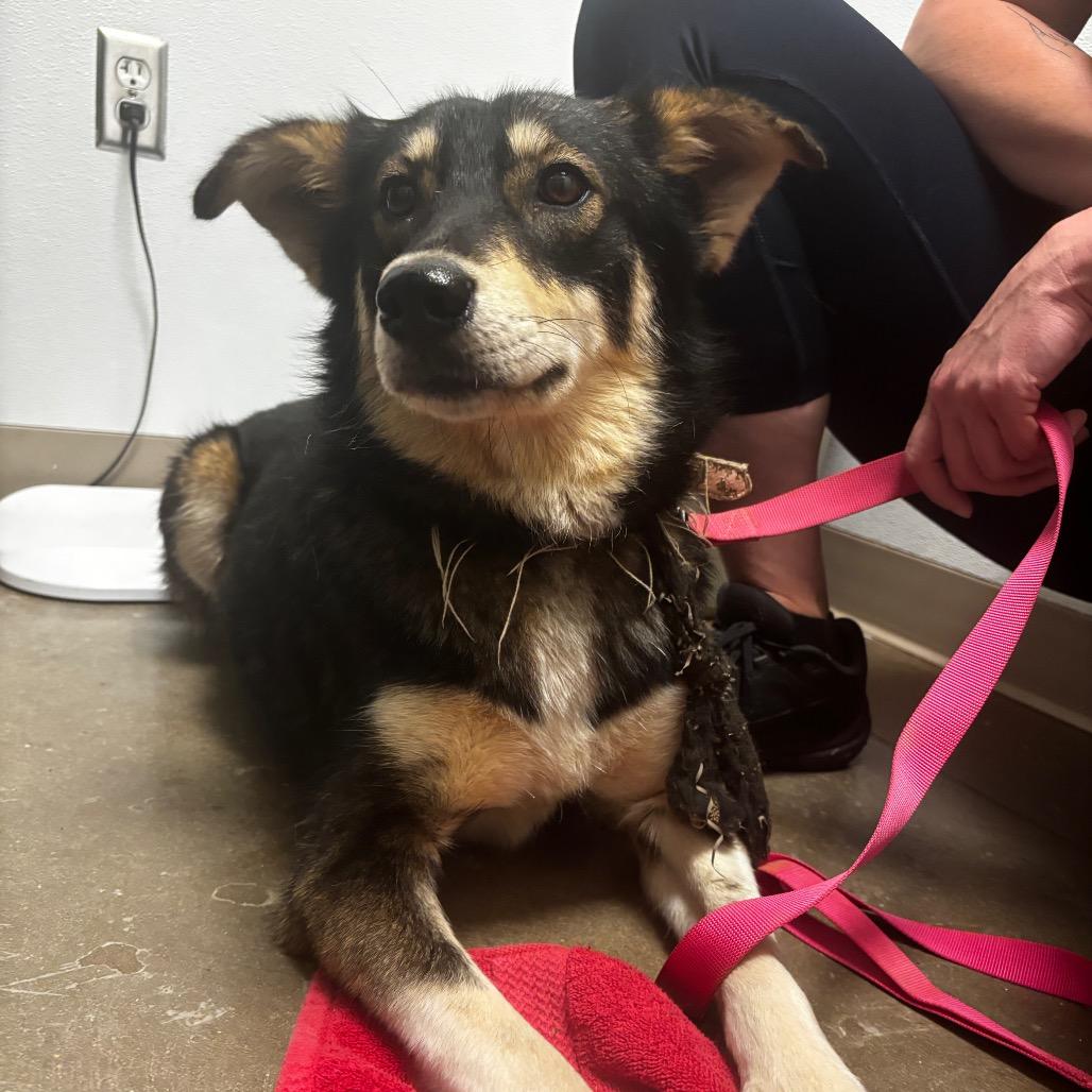 Enlarge Misty, a Adoptable mixed breed in Tulsa, OK image 2/4