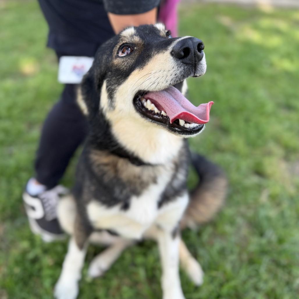 Enlarge Misty, a Adoptable mixed breed in Tulsa, OK image 3/4