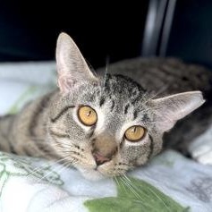HUTCH, ADOPTABLE, Young Male Domestic Short Hair.