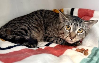 HUTCH, a ADOPTABLE mixed breed in Fernandina Beach, FL image 3/3