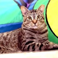 HUTCH, ADOPTABLE, Young Male Domestic Short Hair.