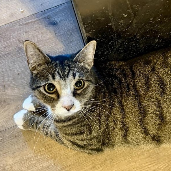 Enlarge Max "Mr. Energy", a Adoptable Domestic Short Hair in Fort Worth, TX image 2/6