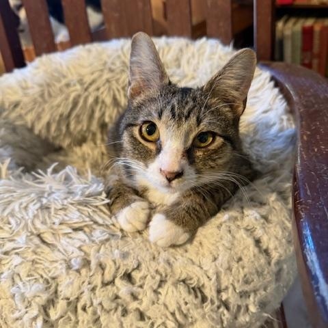 Max "Mr. Energy", Adoptable, Young Male Domestic Short Hair.