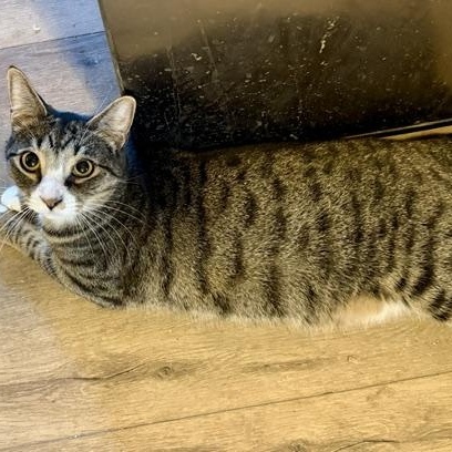 Enlarge Max "Mr. Energy", a Adoptable Domestic Short Hair in Fort Worth, TX image 5/6