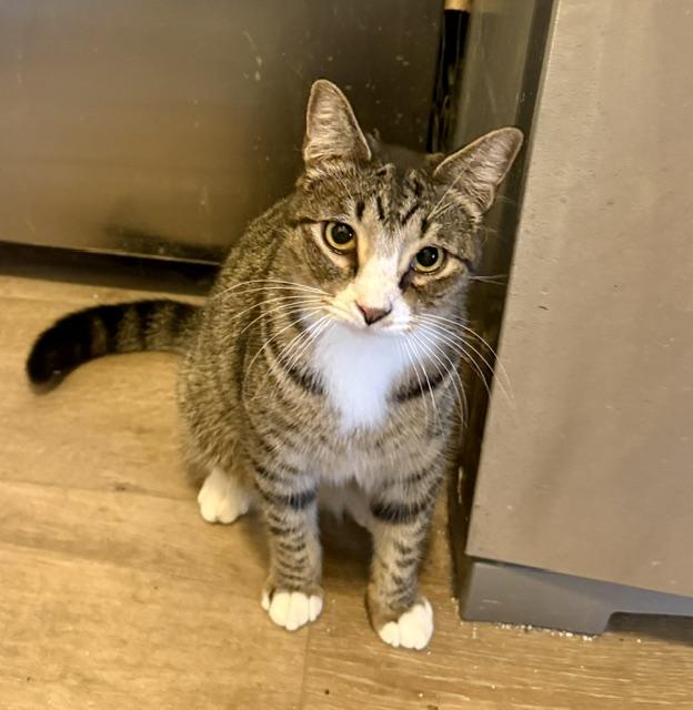 Enlarge Max "Mr. Energy", a Adoptable Domestic Short Hair in Fort Worth, TX image 3/6
