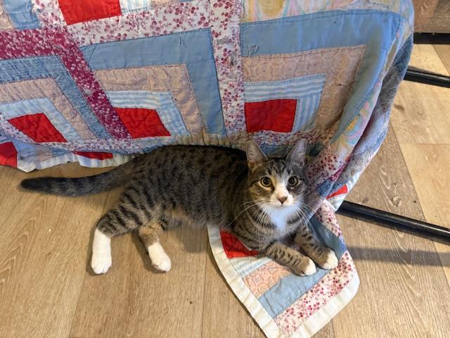Enlarge Max "Mr. Energy", a Adoptable Domestic Short Hair in Fort Worth, TX image 4/6