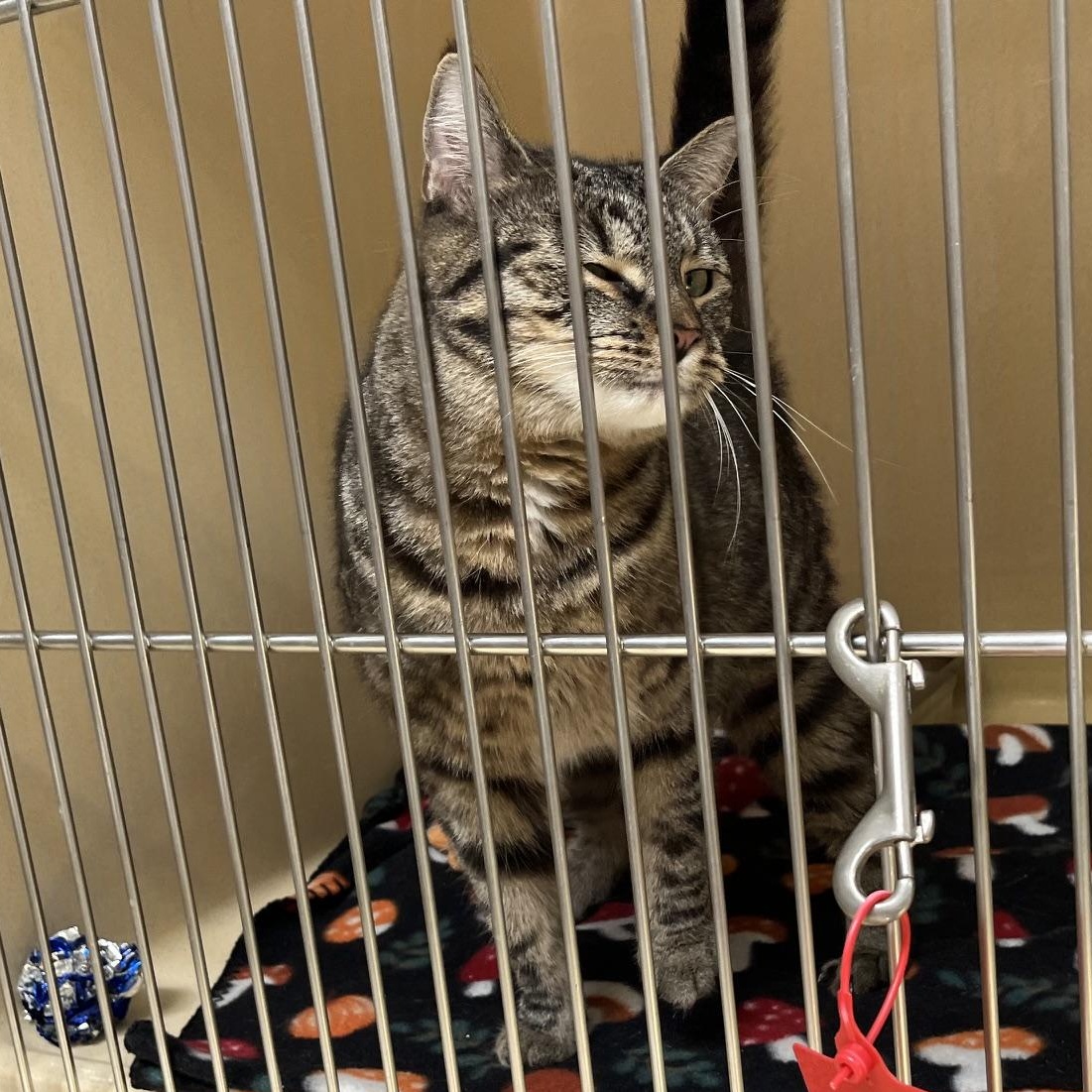 Enlarge Thidwick, a Adoptable mixed breed in Clarksville, VA image 5/5