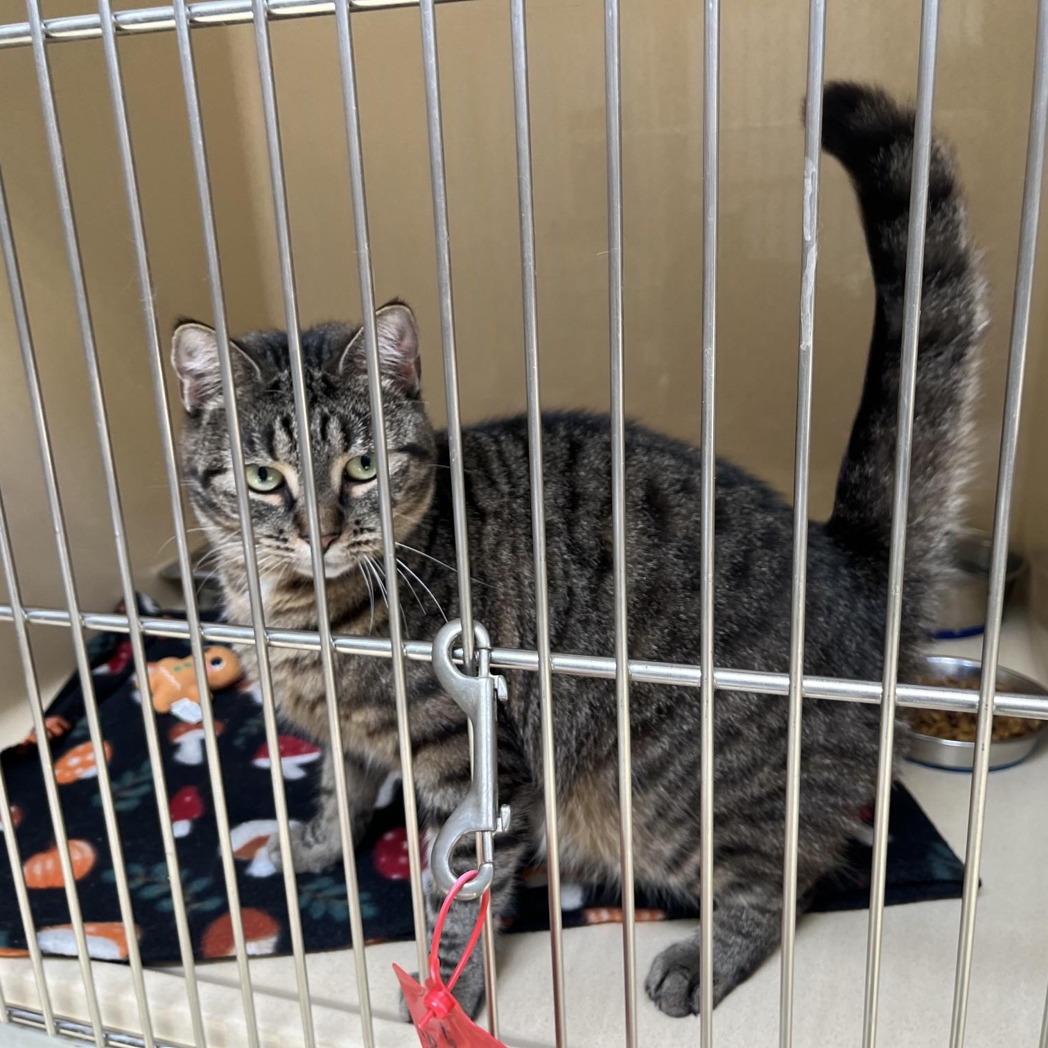 Enlarge Thidwick, a Adoptable mixed breed in Clarksville, VA image 2/5