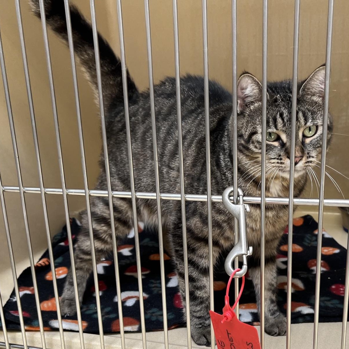 Thidwick, Adoptable, Adult Female Tabby & Tiger.