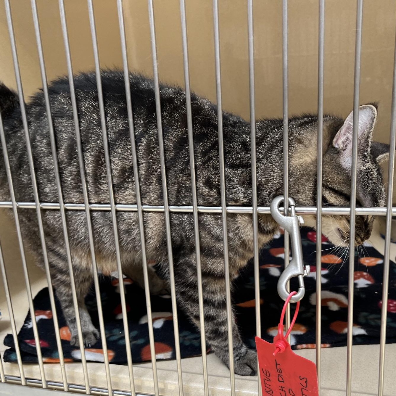 Enlarge Thidwick, a Adoptable mixed breed in Clarksville, VA image 4/5