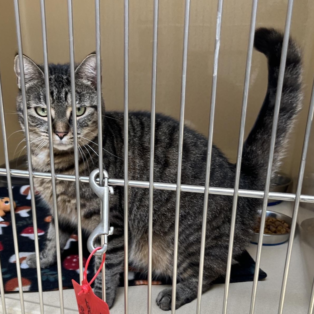 Enlarge Thidwick, a Adoptable mixed breed in Clarksville, VA image 3/5