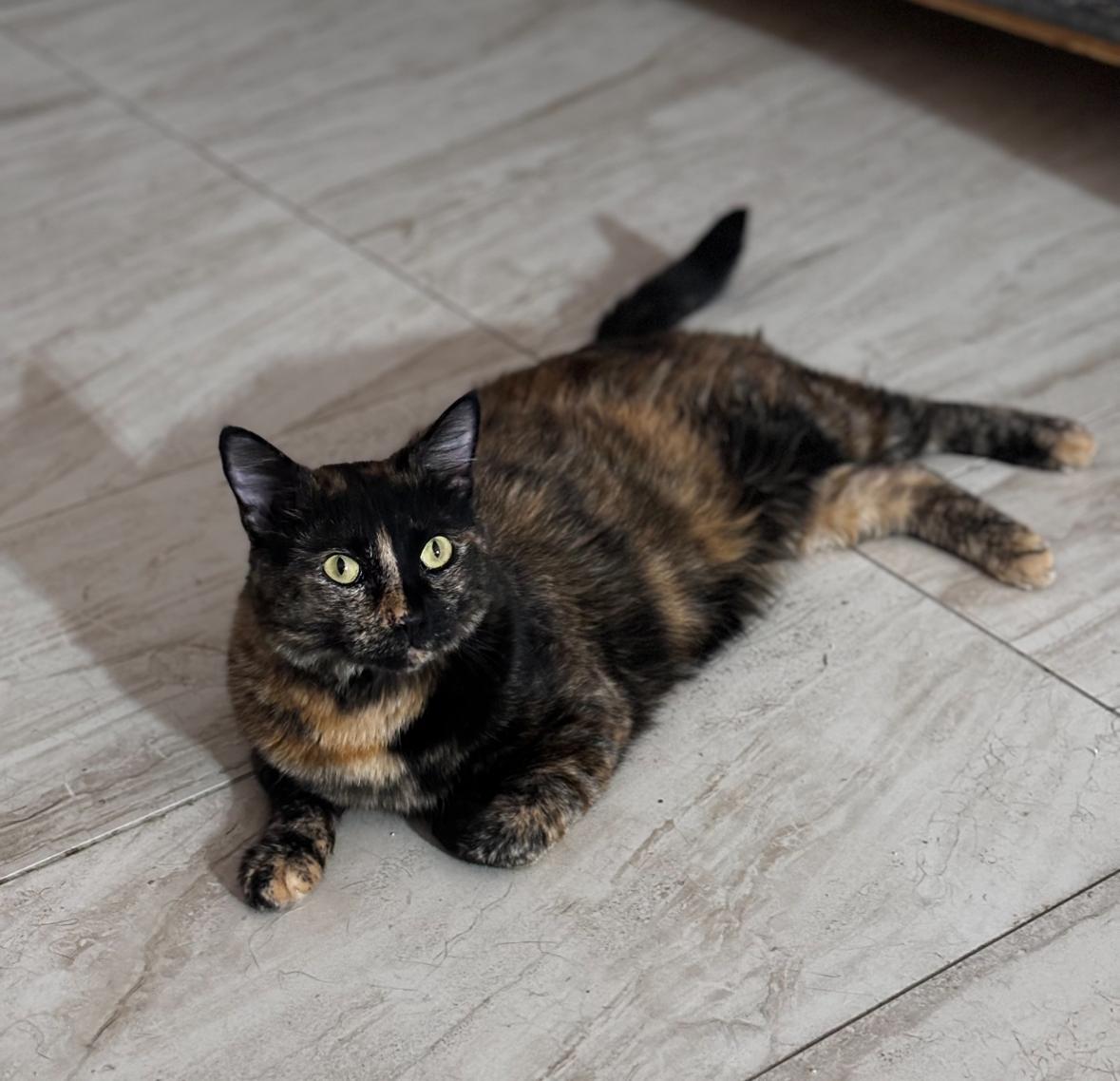 Enlarge Chiquita, a Adoptable Tortoiseshell in Helendale, CA image 1/1