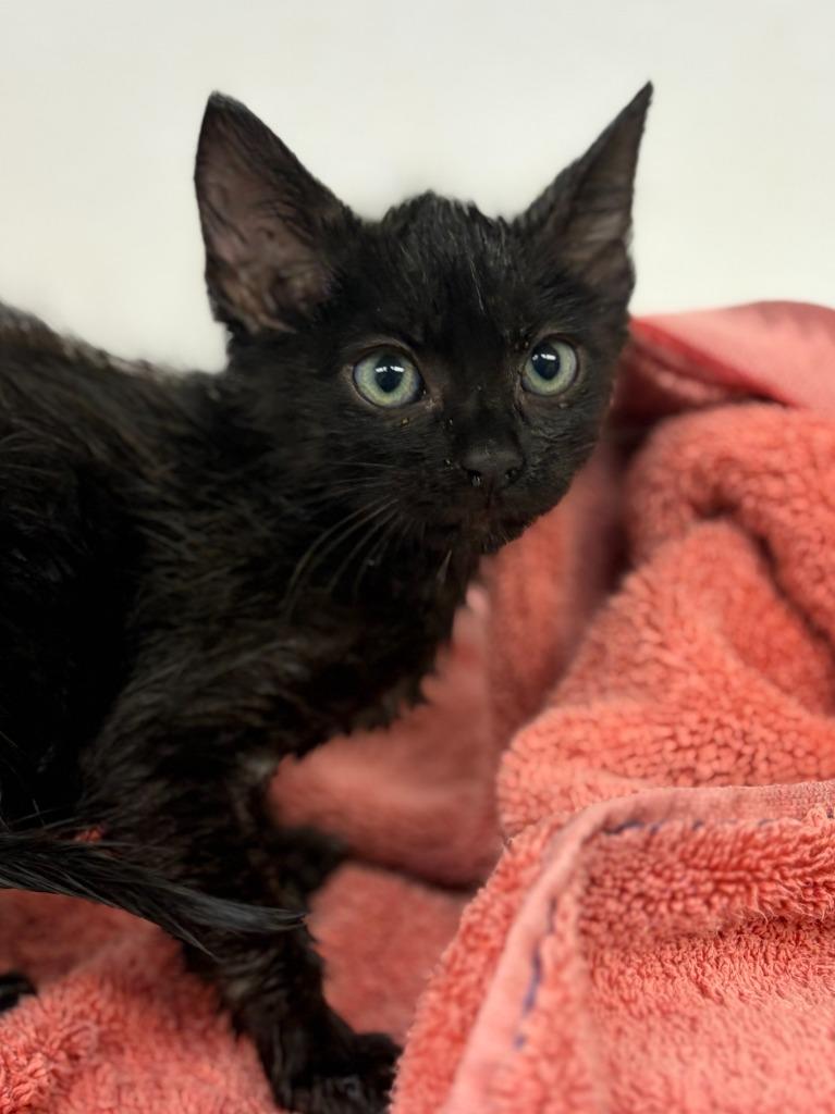 Gunther, Adoptable, Kitten Male Domestic Short Hair.