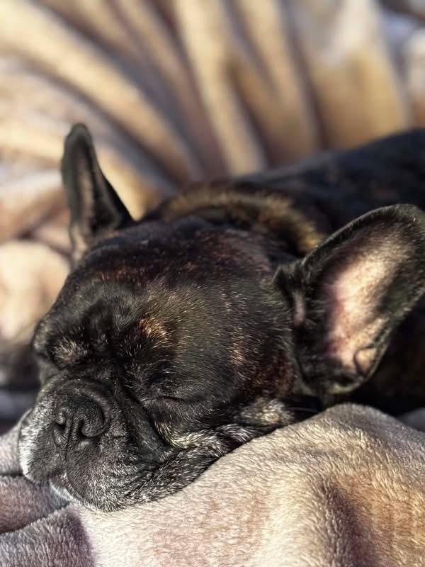 Maggie, ADOPTABLE, Adult Female French Bulldog.