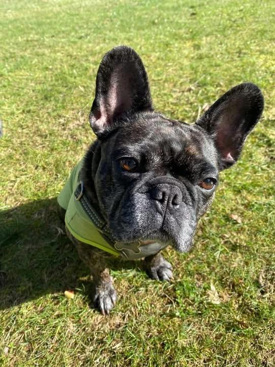 Maggie, a ADOPTABLE mixed breed in Ferndale, WA image 2/3