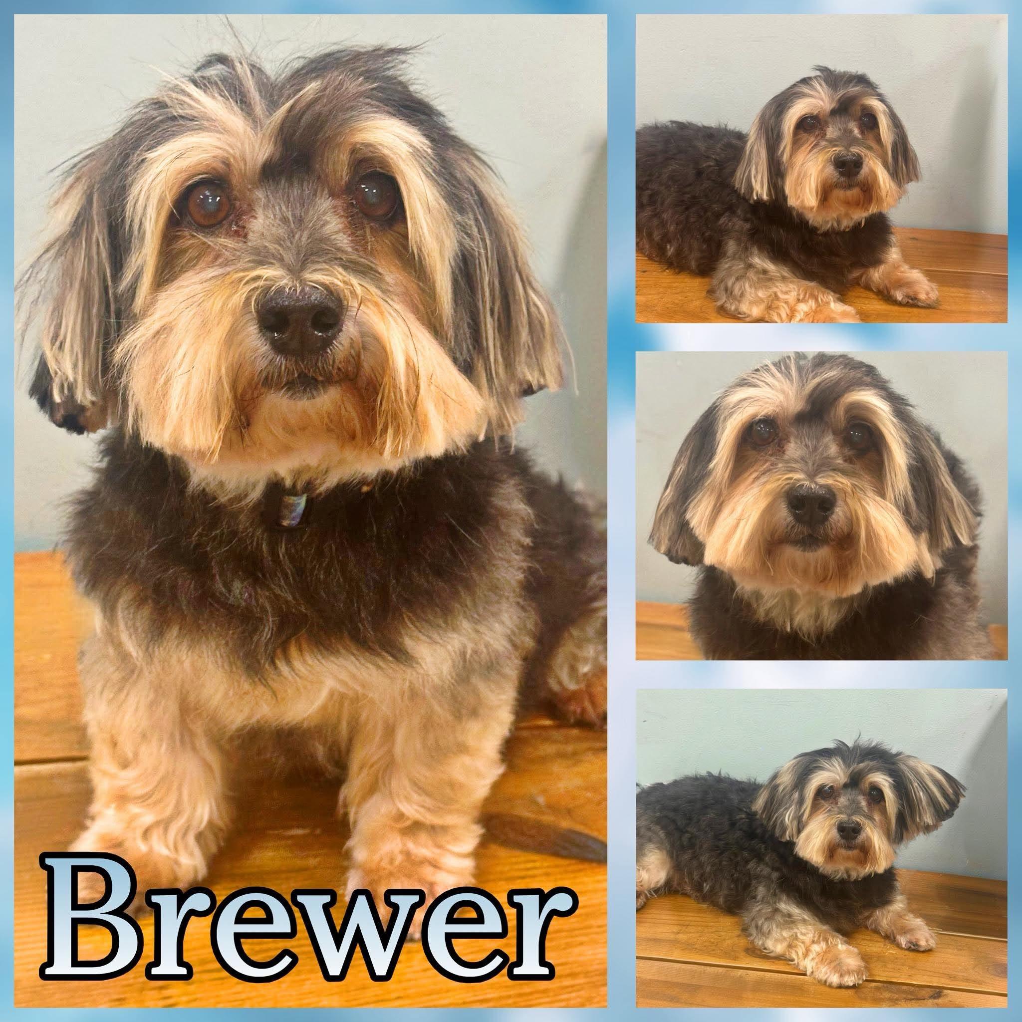 Enlarge Brewer, a ADOPTABLE mixed breed in Hatfield, PA image 1/1