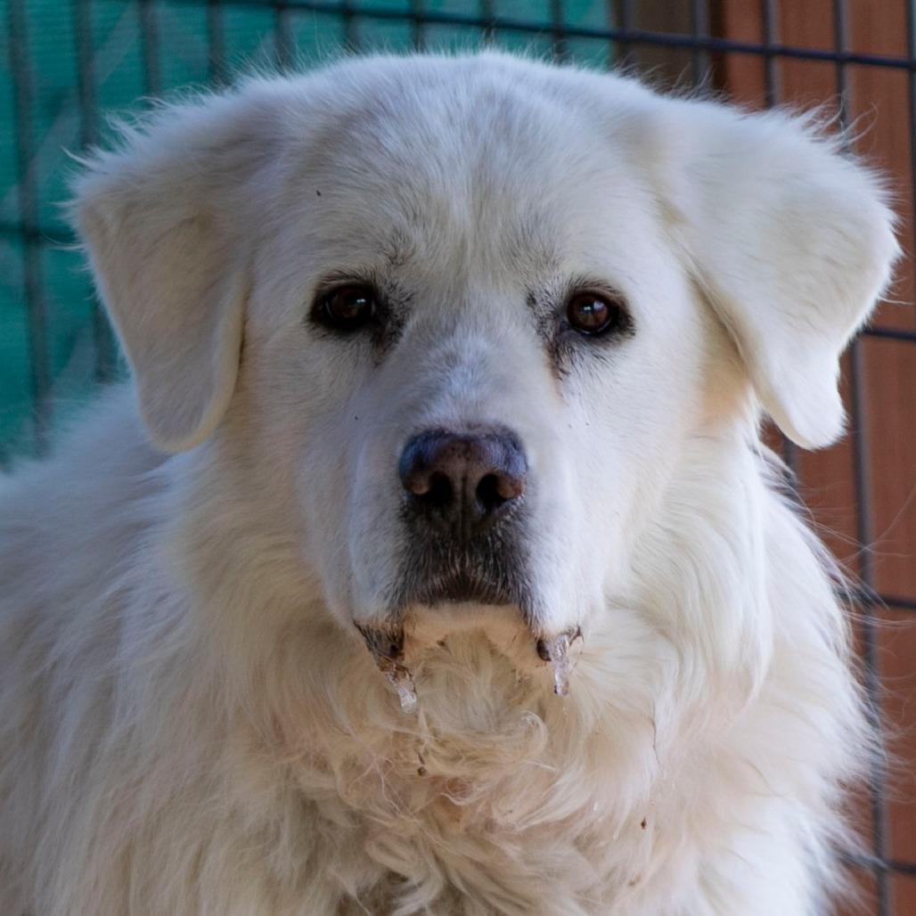Enlarge Ruby (D25-108), a Adoptable Great Pyrenees in Peyton, CO image 1/6