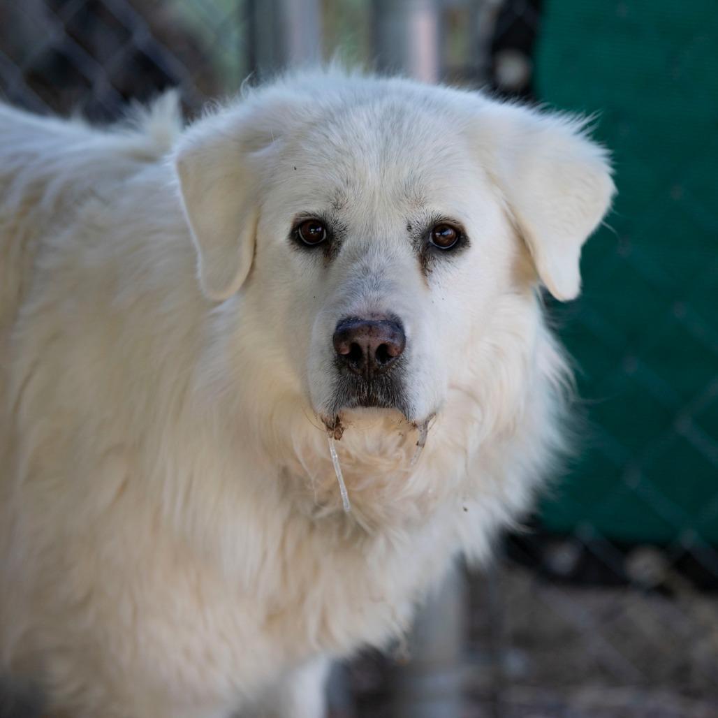Enlarge Ruby (D25-108), a Adoptable Great Pyrenees in Peyton, CO image 4/6