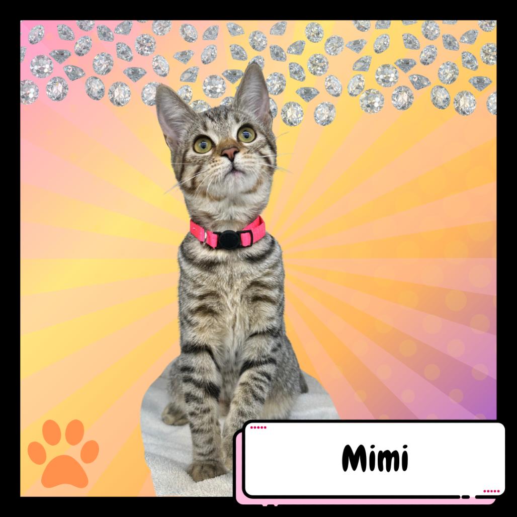 Enlarge Mimi, the Poodle, a Adoptable Domestic Short Hair in Suisun City, CA image 2/4
