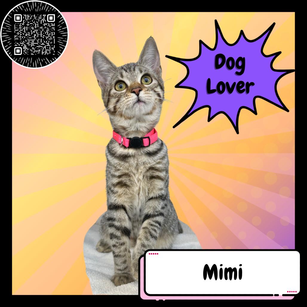 Mimi, the Poodle, a Adoptable Domestic Short Hair in Suisun City, CA image 2/4