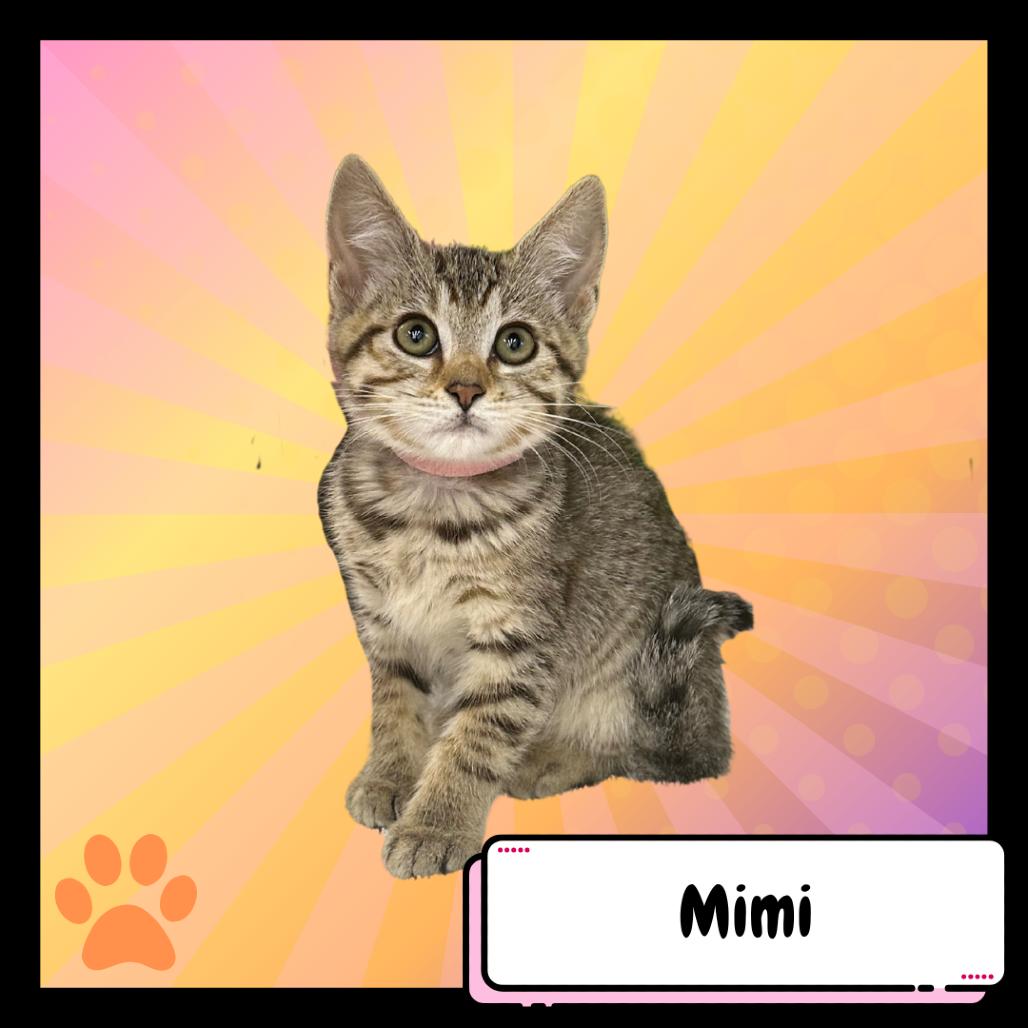 Mimi, the Poodle, a Adoptable Domestic Short Hair in Suisun City, CA image 4/4