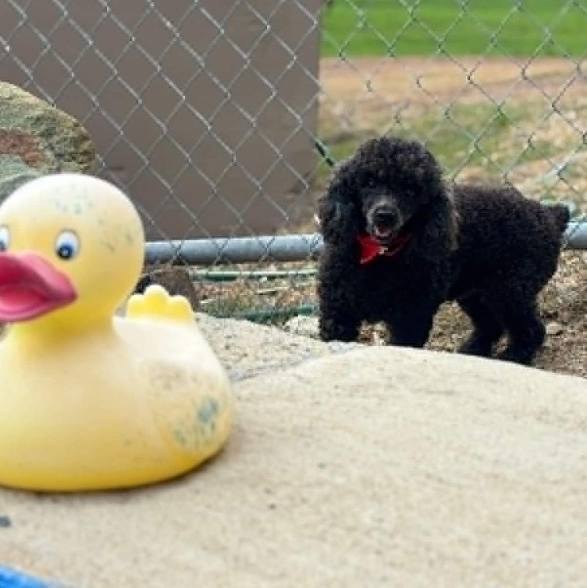 Enlarge Lupe, a Adoptable Miniature Poodle in Lyndeborough, NH image 4/6