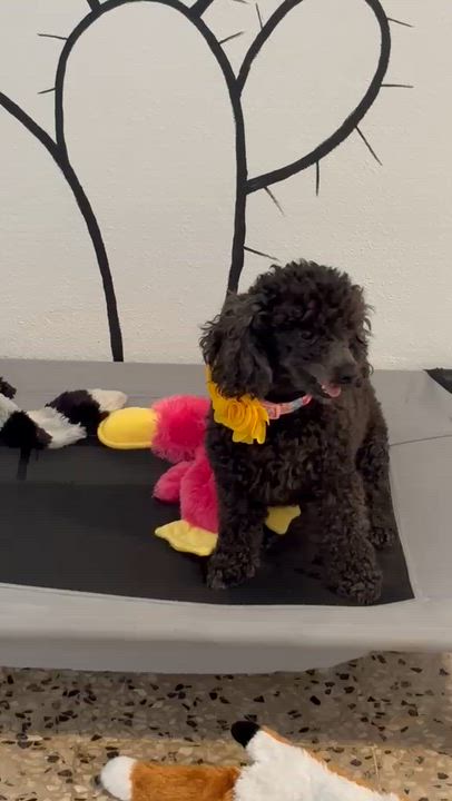 Enlarge Lupe, a Adoptable Miniature Poodle in Lyndeborough, NH video 6/6