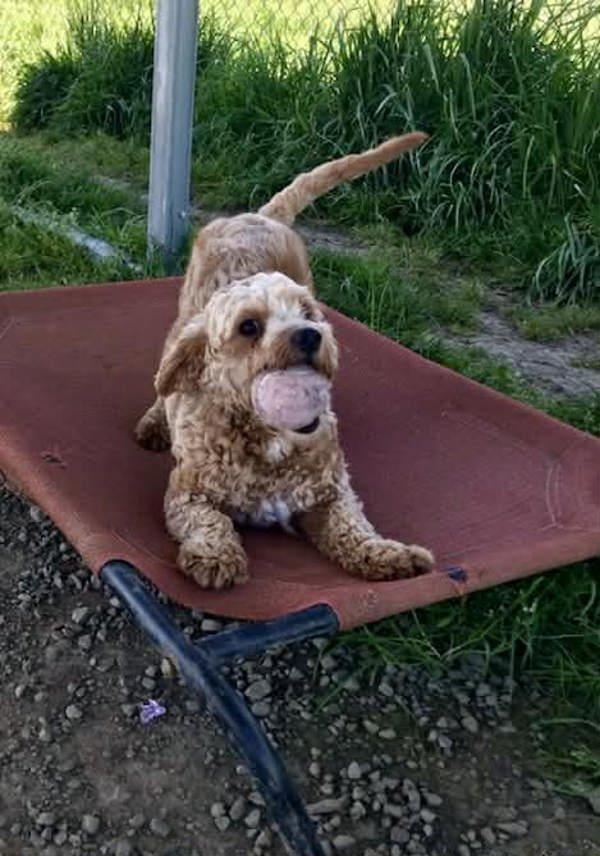 Enlarge Mochi, a Adoptable mixed breed in McMinnville, OR image 1/1